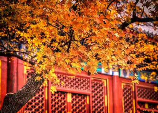 Beijing Fragrant Hills Park: Best Place to See Red Leaves